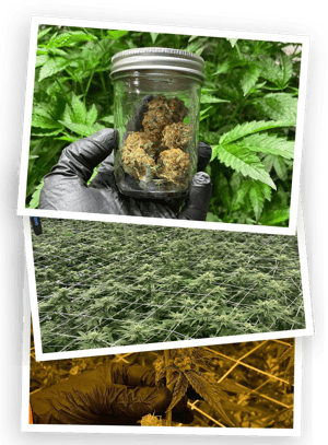 cannabis1 cannabis1